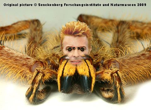 Ziggy Stardust and the Spider from Malaysia